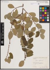 Foto von Salix caprea L.